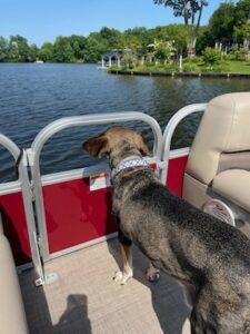 Dog on a pontoon boat looking out at a lake with trees and houses in the distance.