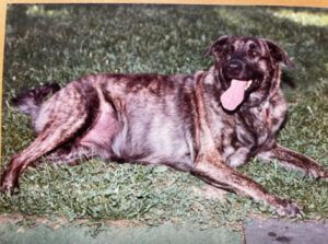 Brindle dog panting on grass with tongue out, lying down, looking at the camera.