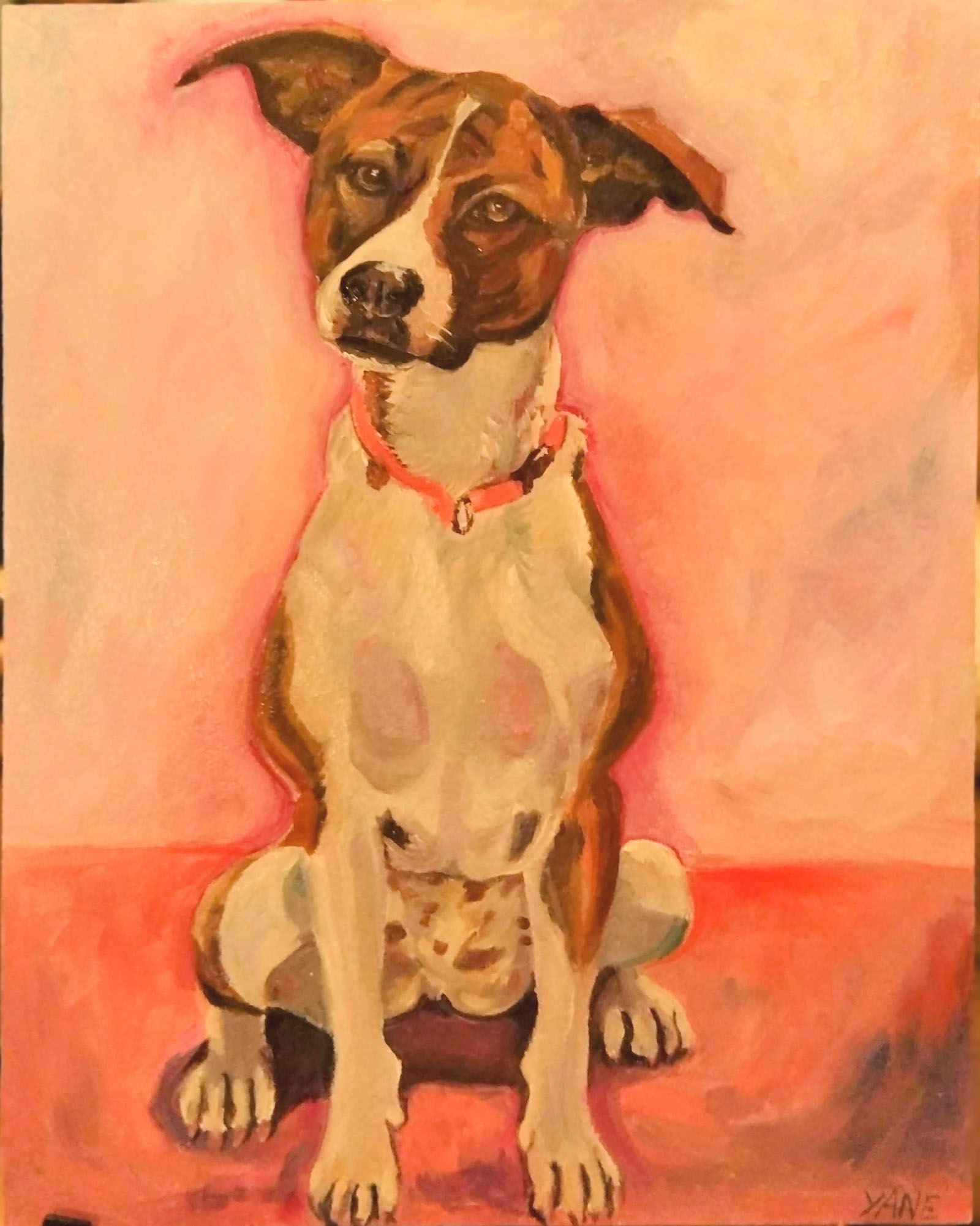 Dog, brown and white, seated with pink collar against pink background.