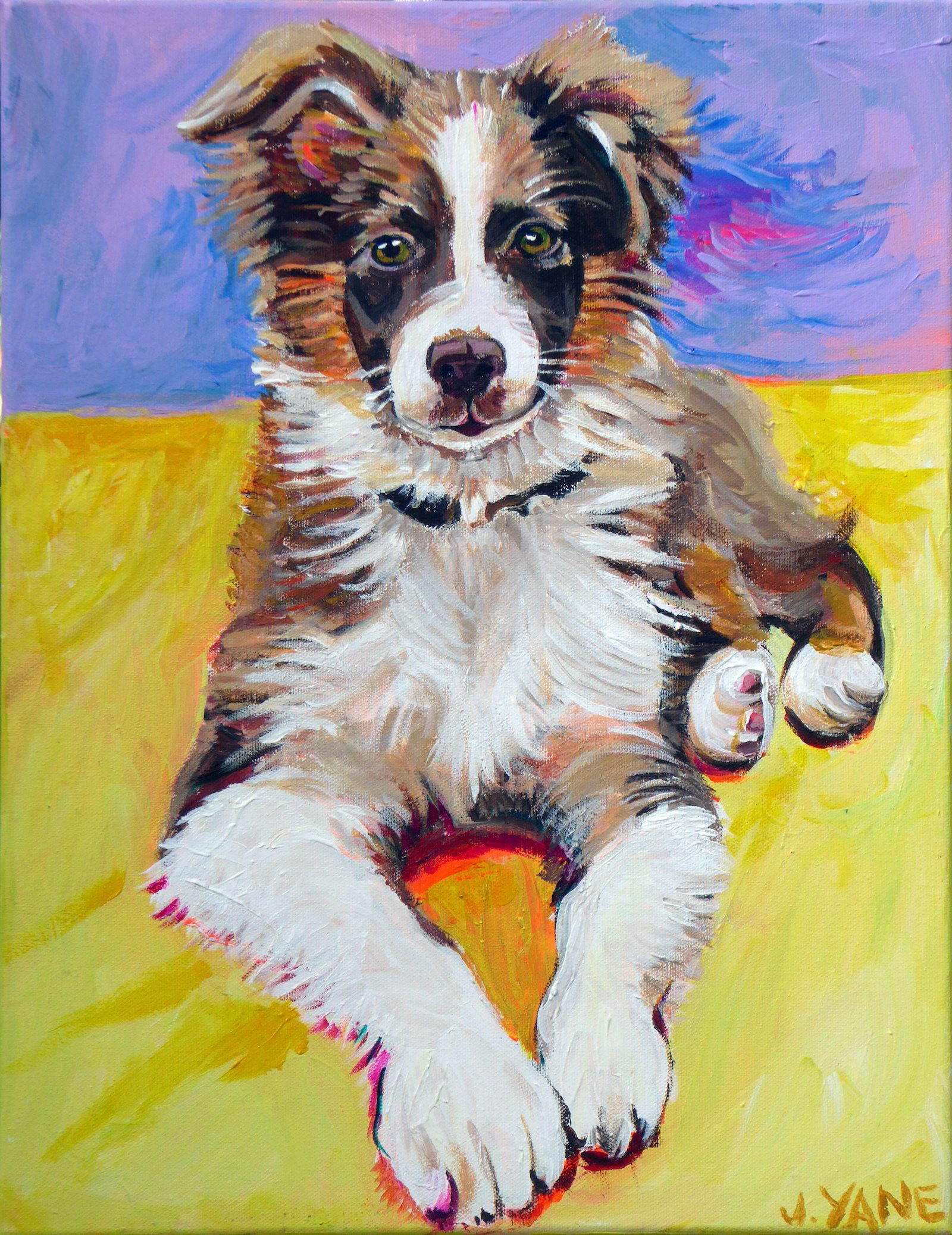 Puppy portrait: Brown and white dog, looking forward, lying on yellow surface. Purple and blue background.