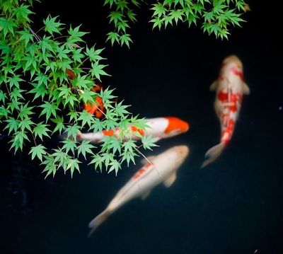 nearest tropical fish store