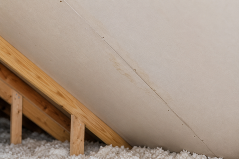 Attic Mold in Jacksonville