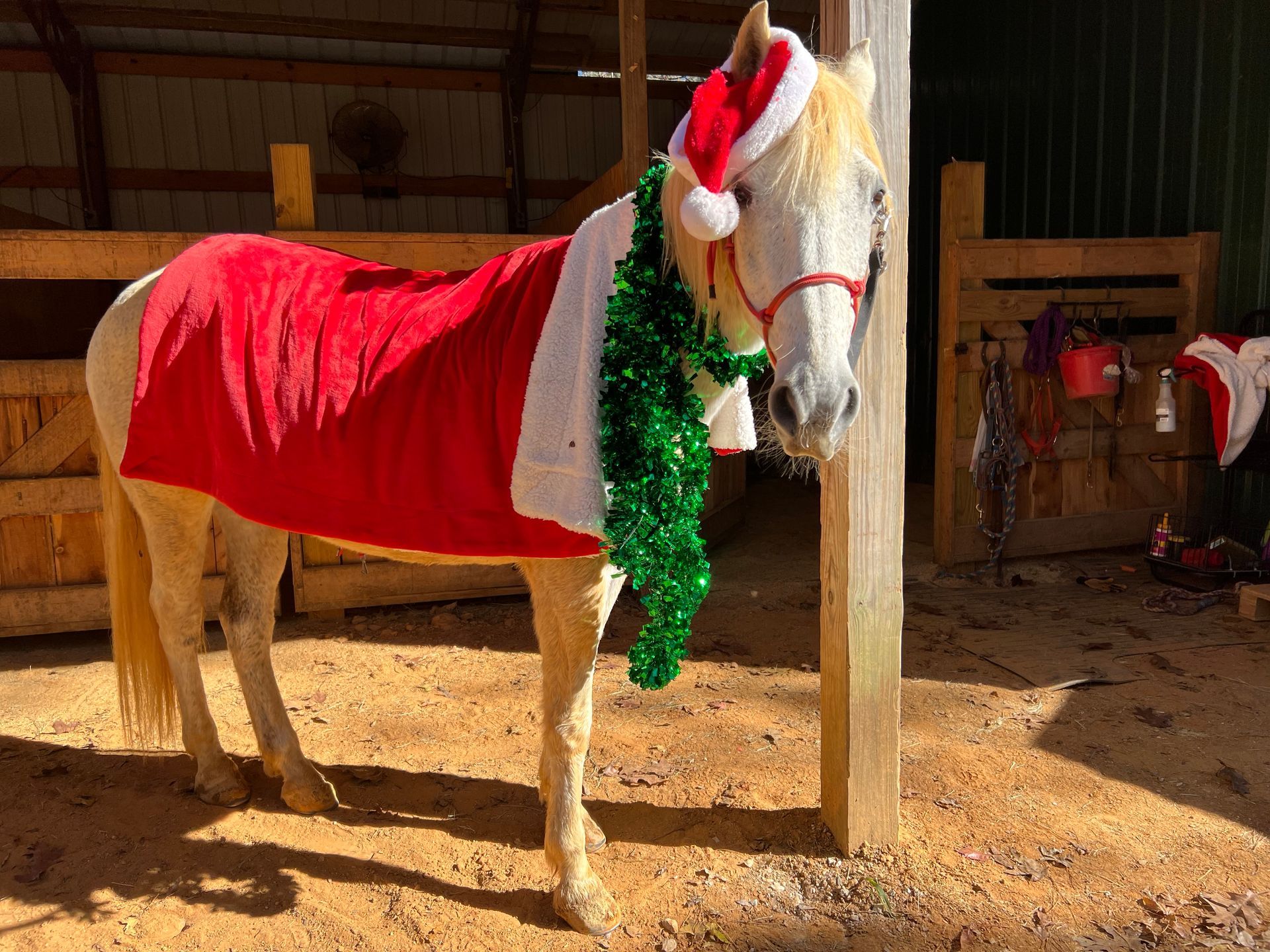 A light-colored horse wearing a Santa hat, red blanket, and green garland stands in a barn.