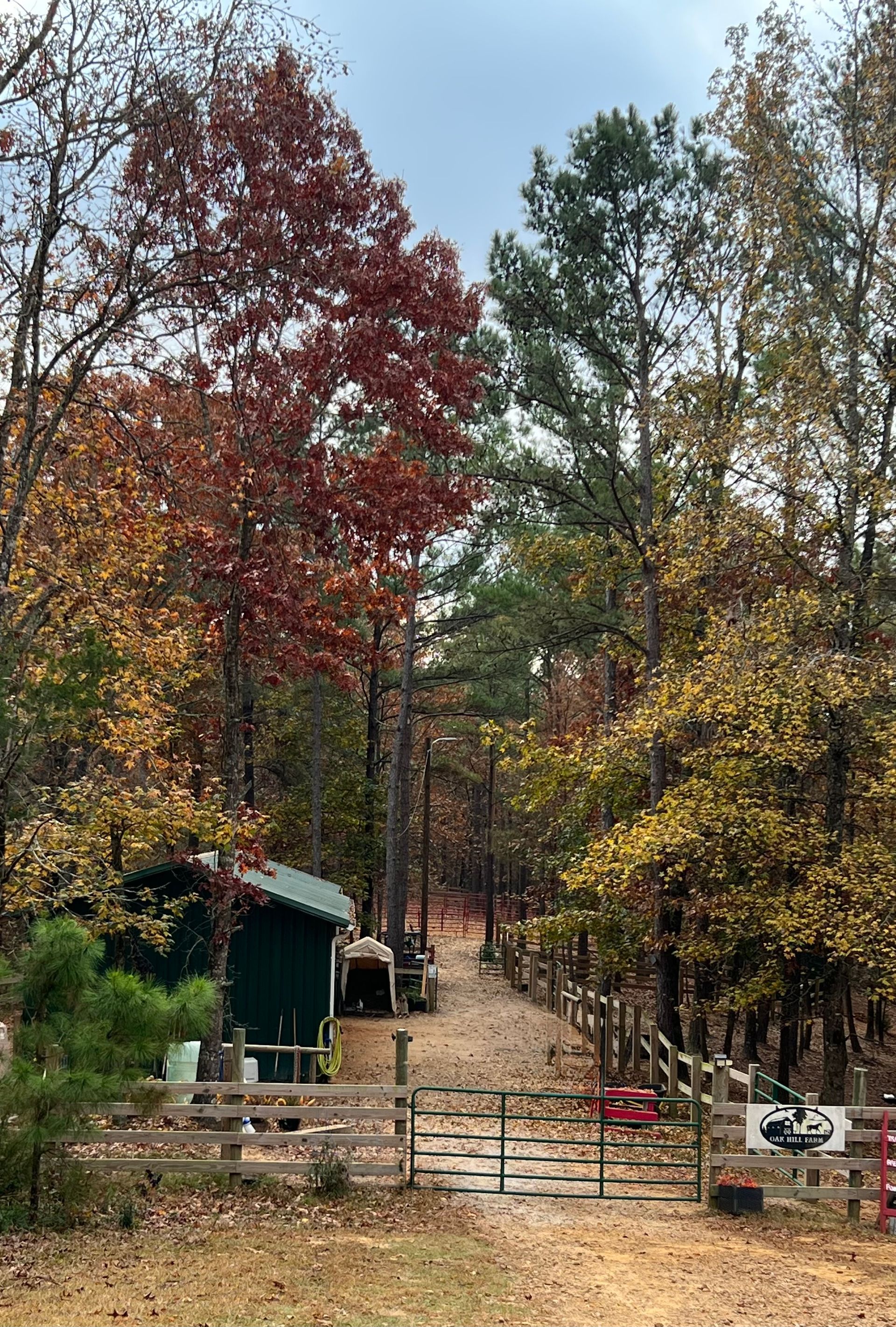 A colorful autumn scene of a driveway leading through trees to a green shed and a gated entrance.