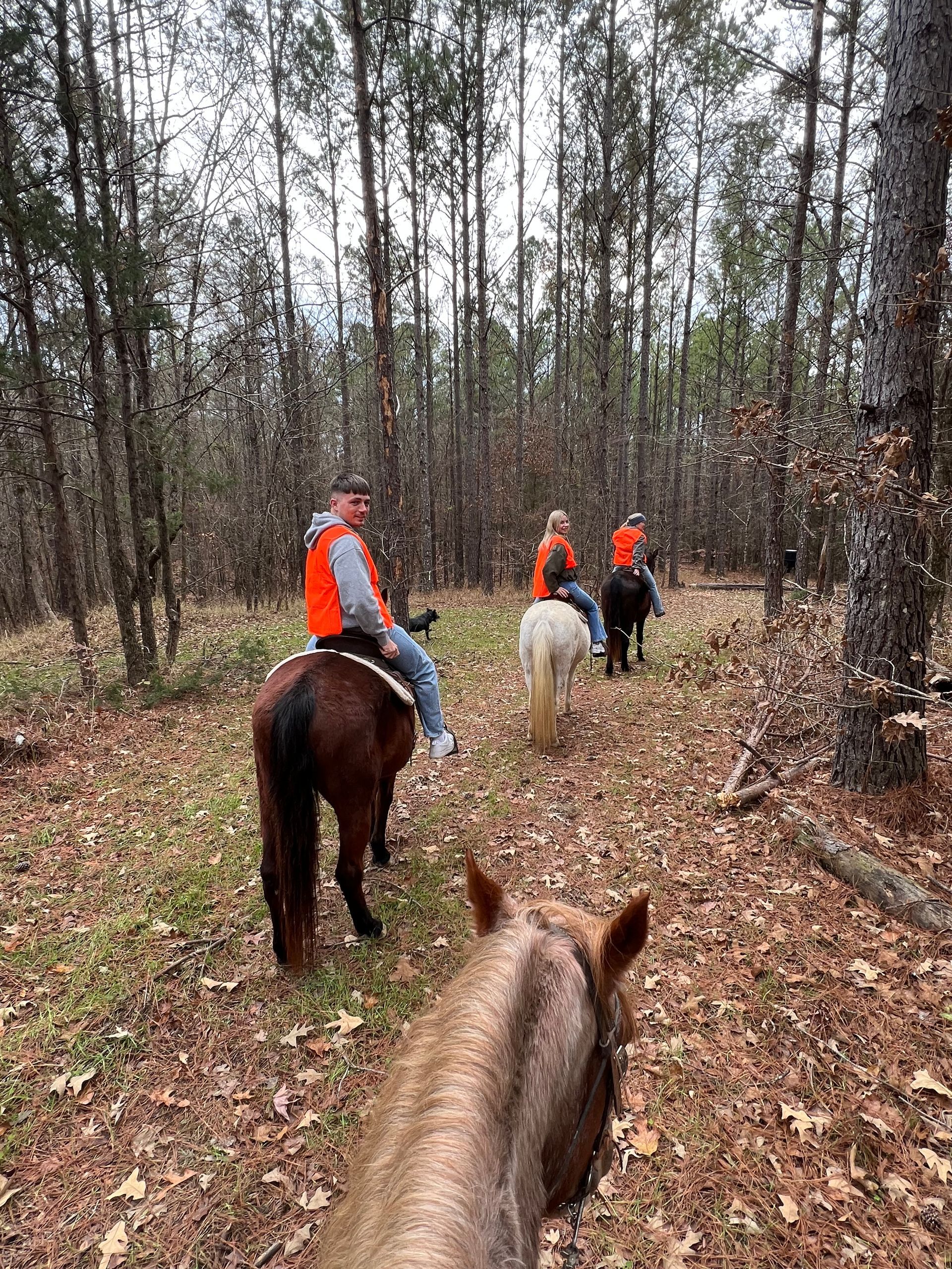 People riding horses through a wooded area; riders wearing orange vests, trail covered with leaves.