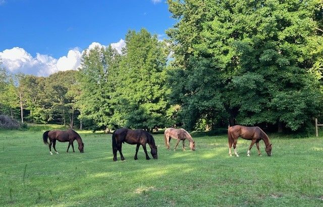 A group of horses are grazing in a grassy field.