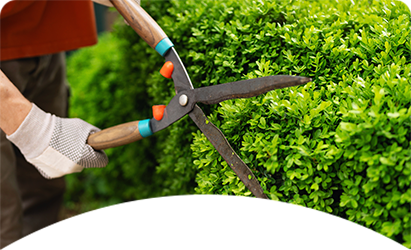 Person trimming a green bush with shears, outside.