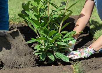 A person is planting a plant in the dirt.