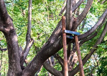 A man is cutting a tree with a crane.