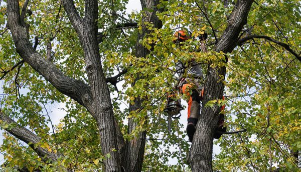 A man is climbing a tree with a chainsaw.