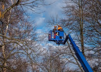 A man is cutting a tree with a crane.