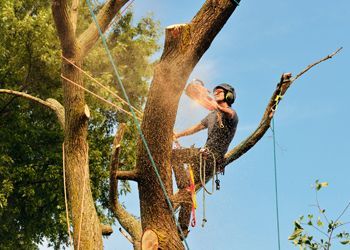 A man is cutting down a tree with a chainsaw.