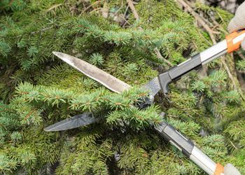 A pair of scissors cutting a christmas tree branch.