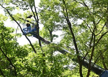 A man is cutting a tree with a crane.