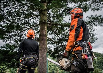 Two men are cutting a tree with a chainsaw.