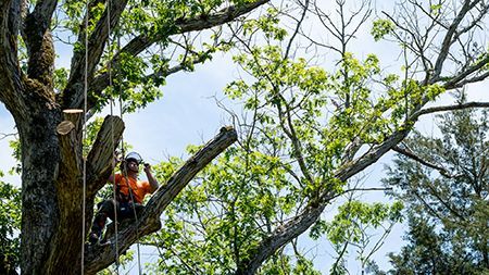 A man is sitting on a tree branch cutting a tree.