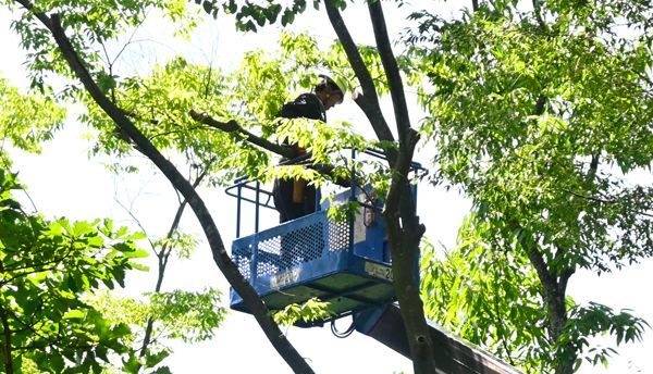 A man is sitting in a blue bucket in a tree.