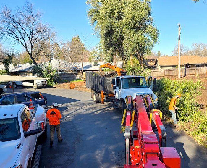 A group of men are working on a tree in a parking lot.