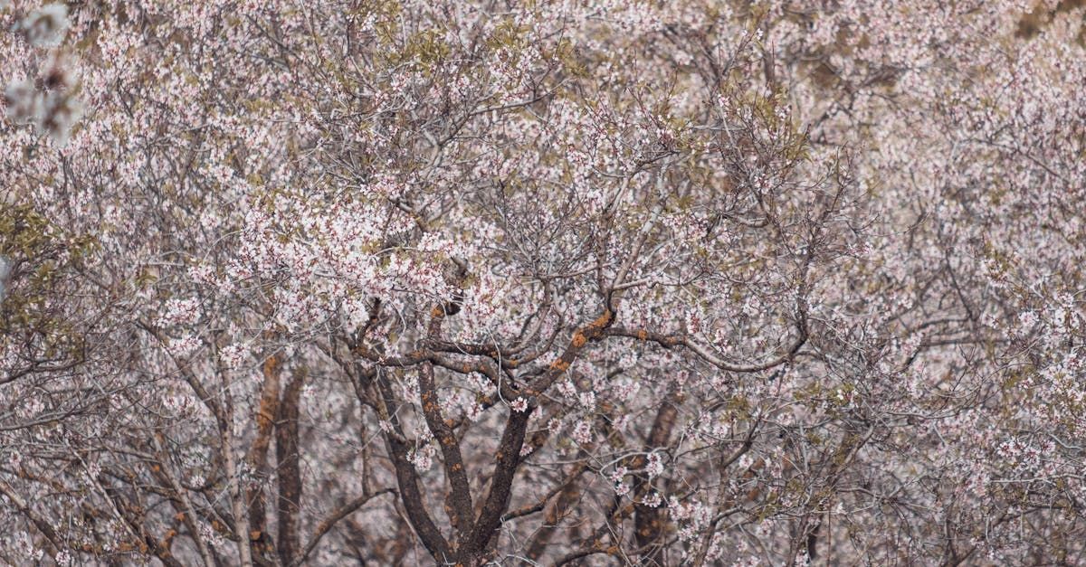 A close up of a tree with lots of flowers on it.