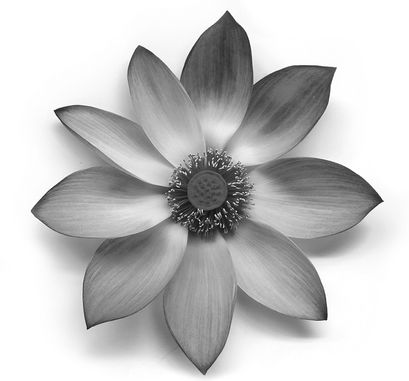 Una foto en blanco y negro de una flor de loto.