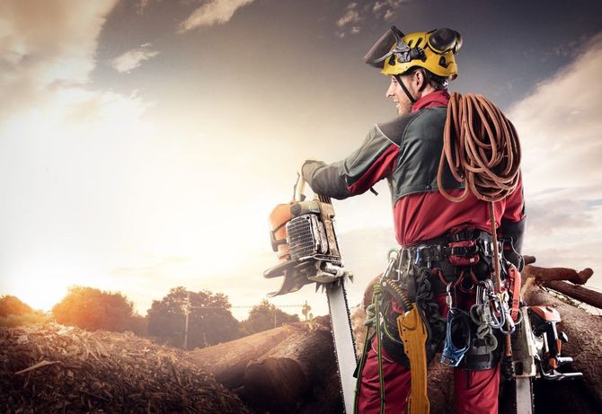 Arborist in red gear using a chainsaw on a tree at sunset, with rope and safety harness
