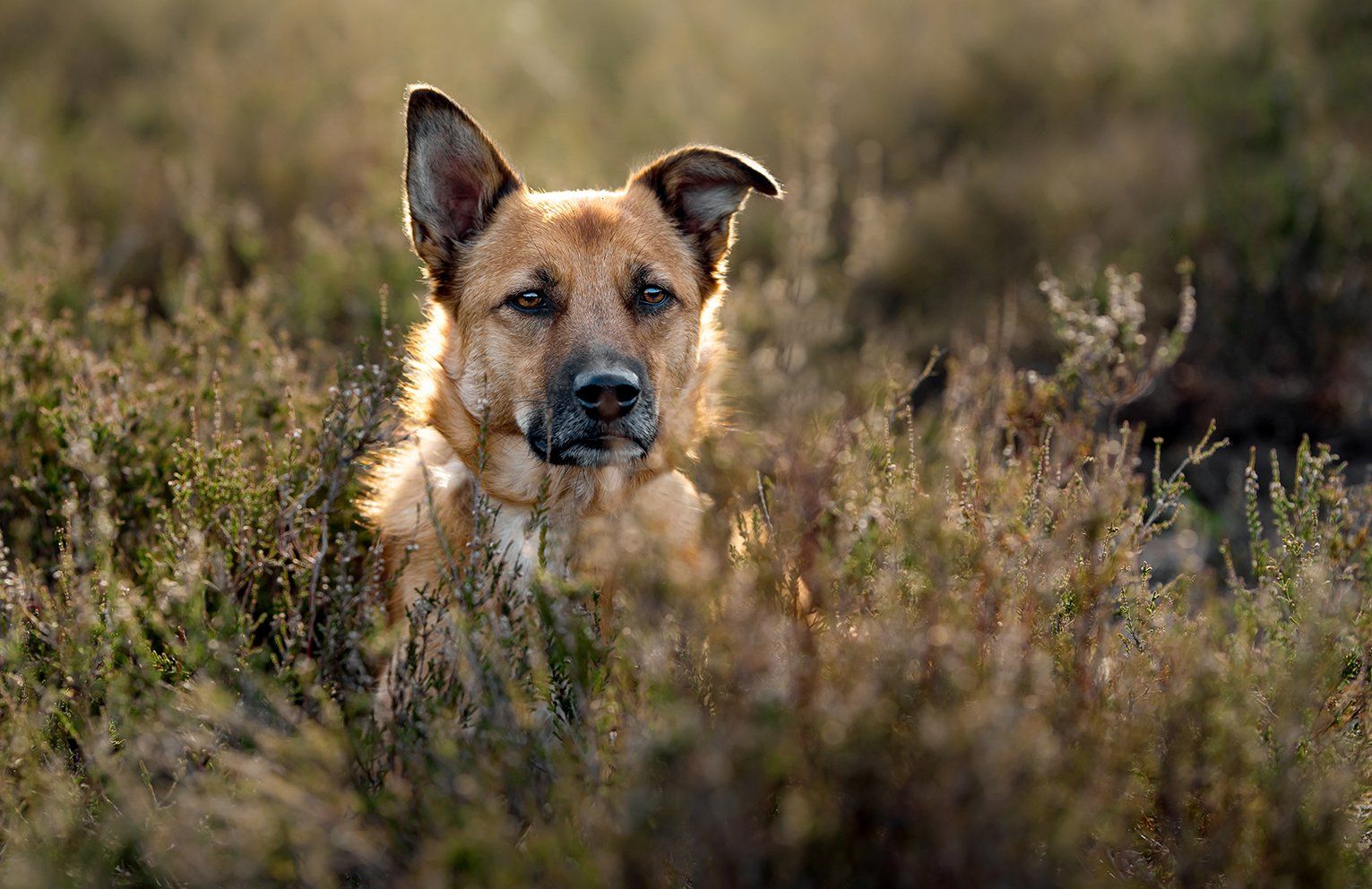 Baas en Beest Fotografie, huisdieren fotografie, huisdieren fotograaf, honden fotografie, honden fotograaf