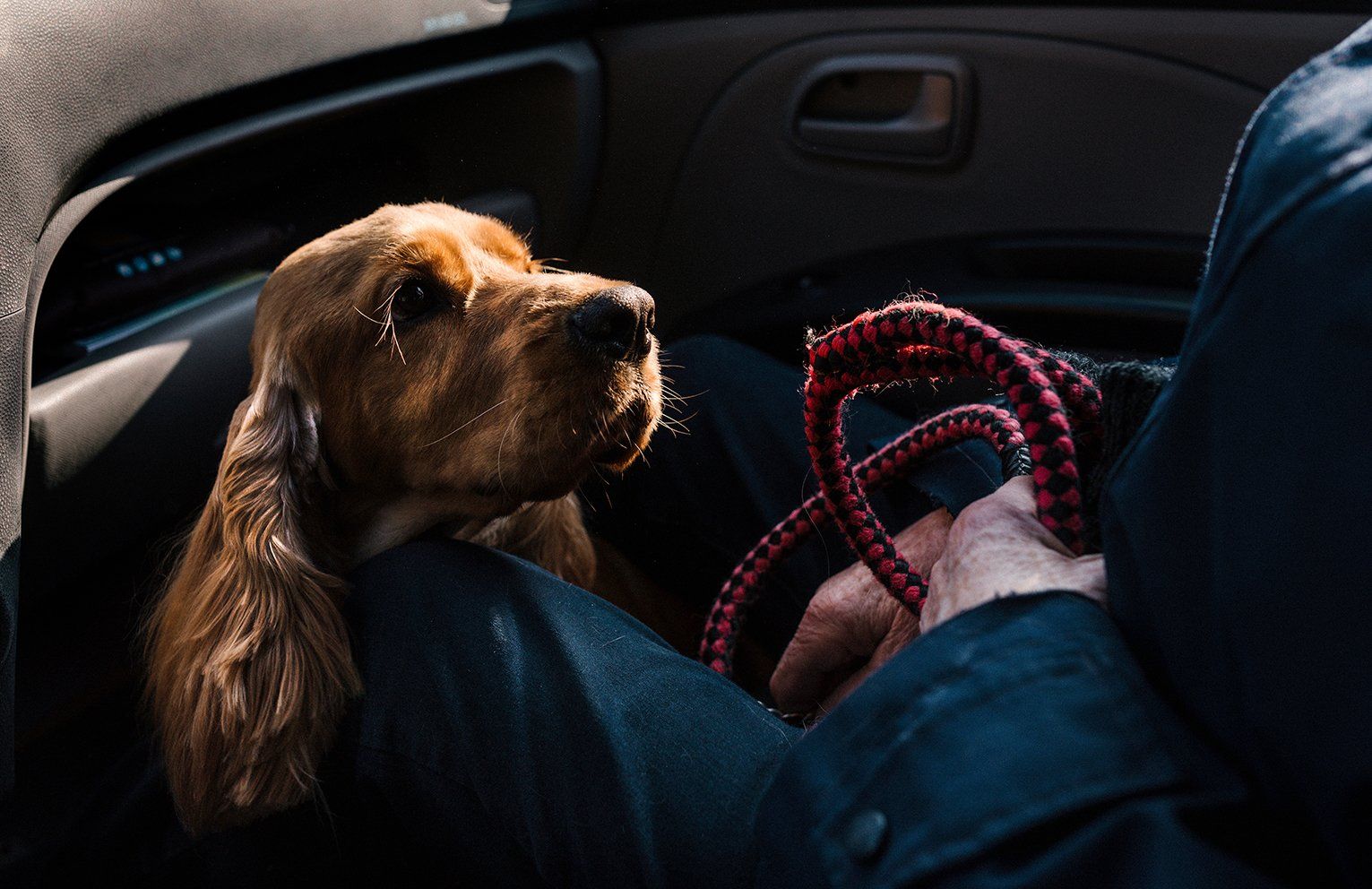 Baas en Beest Fotografie, huisdieren fotografie, huisdieren fotograaf, honden fotografie, honden fotograaf