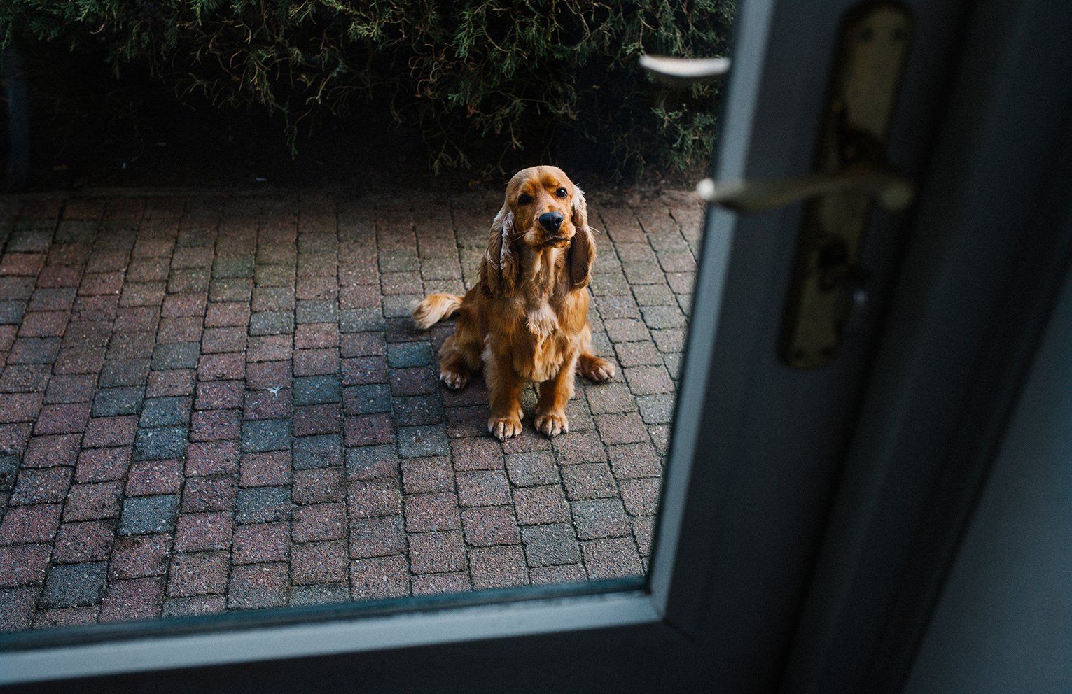 Baas en Beest Fotografie, huisdieren fotografie, huisdieren fotograaf, honden fotografie, honden fotograaf