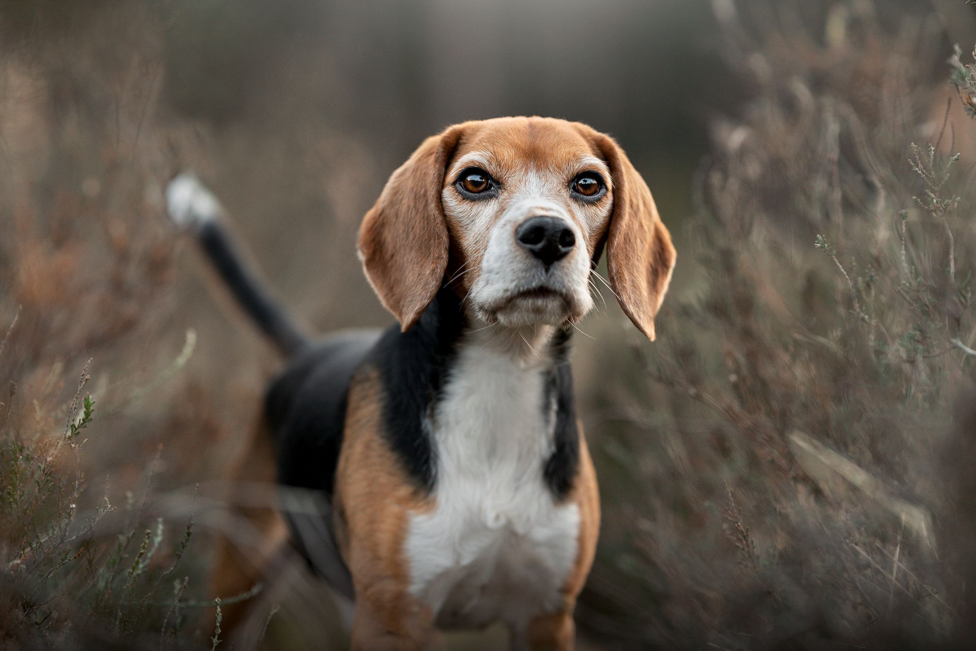 Baas en Beest Fotografie, huisdieren fotografie, huisdieren fotograaf, dierenfotografie, honden fotografie, honden fotograaf