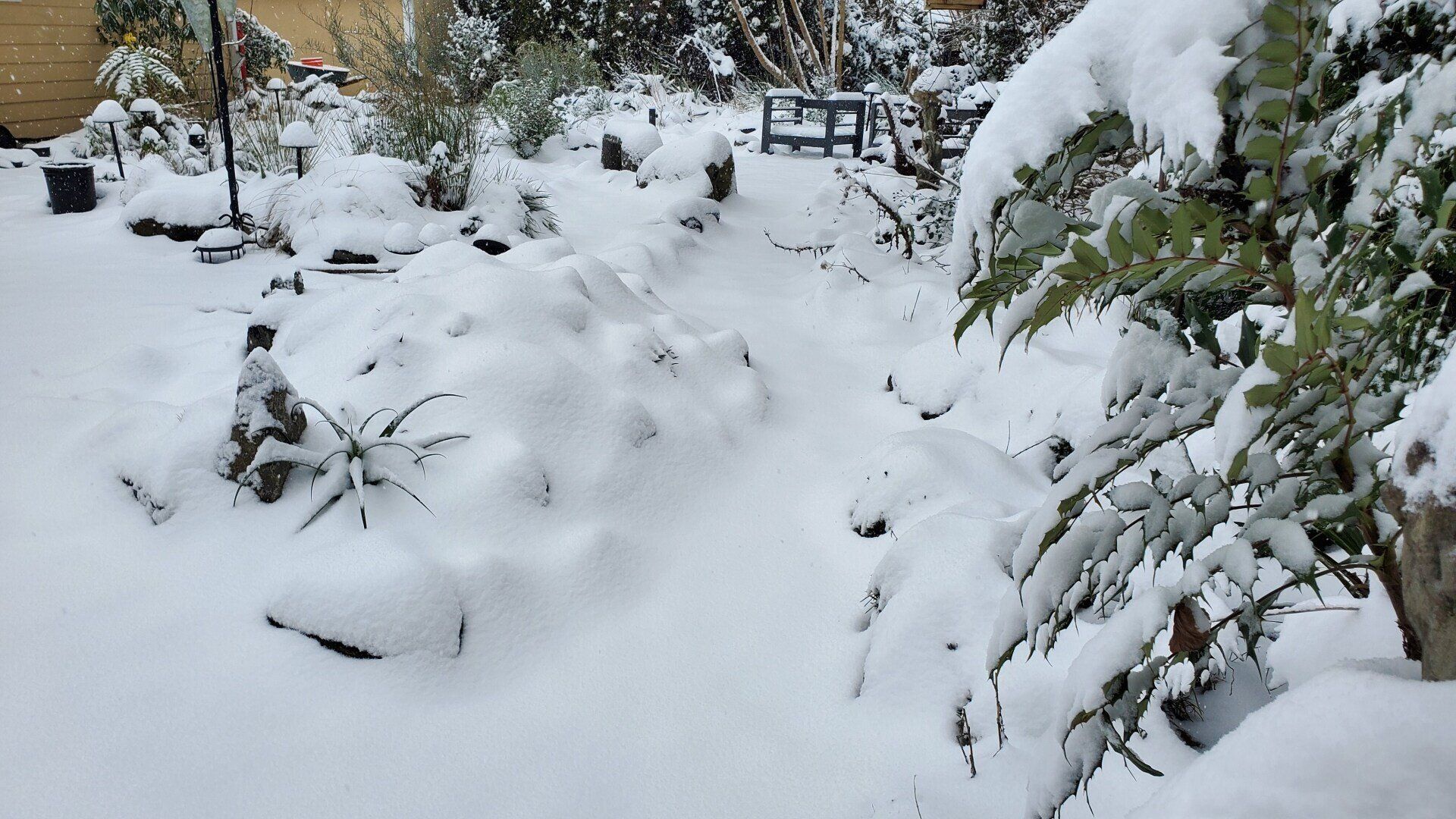 Snow-covered garden with snow-laden bushes and a pathway. 