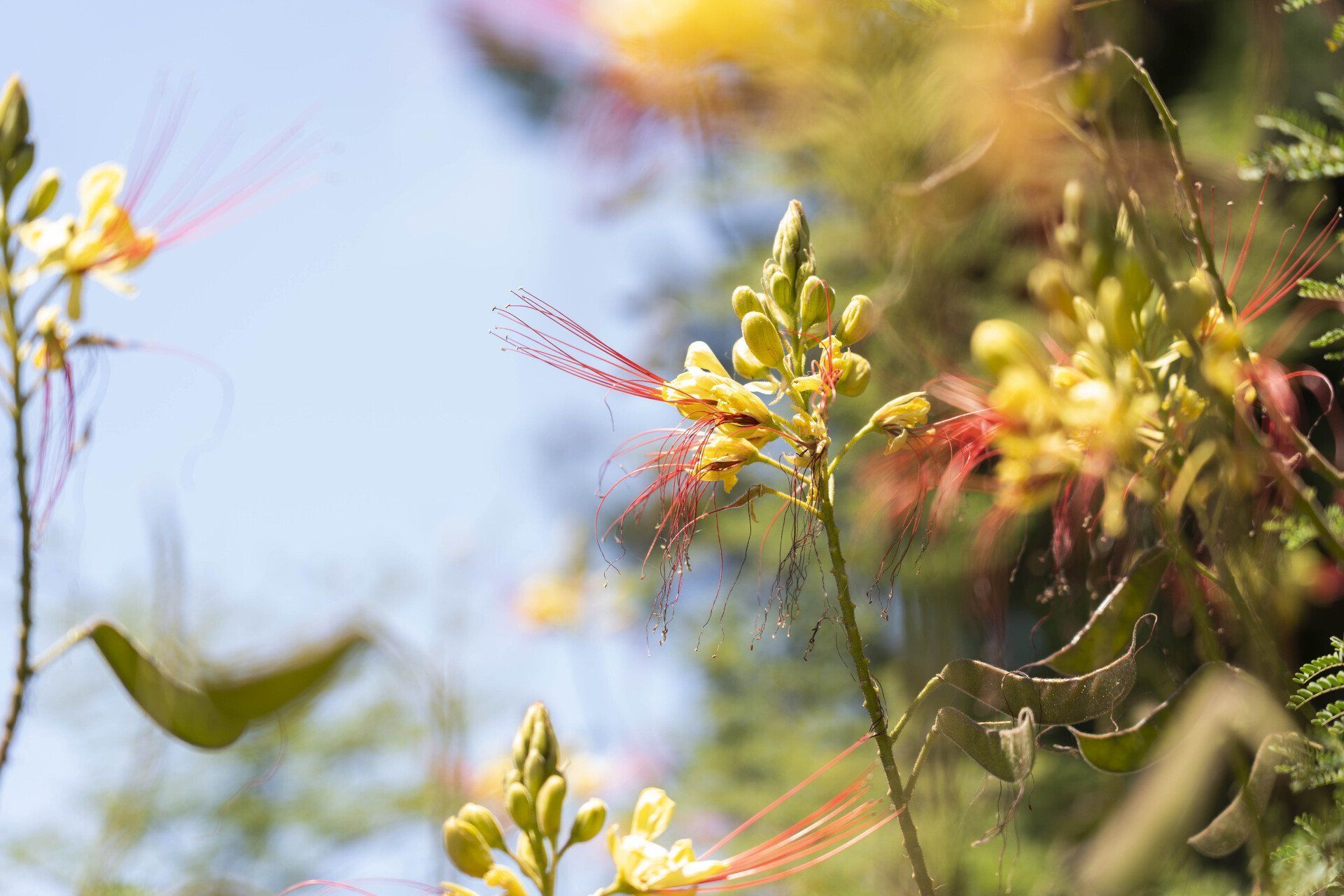 Yellow flowers with red stamens against a light blue sky, possibly in a garden or park setting.