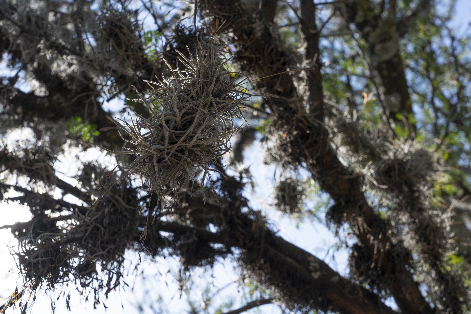 Gray, stringy air plants clinging to the branches of a tree, with dappled sunlight and a blue sky background.