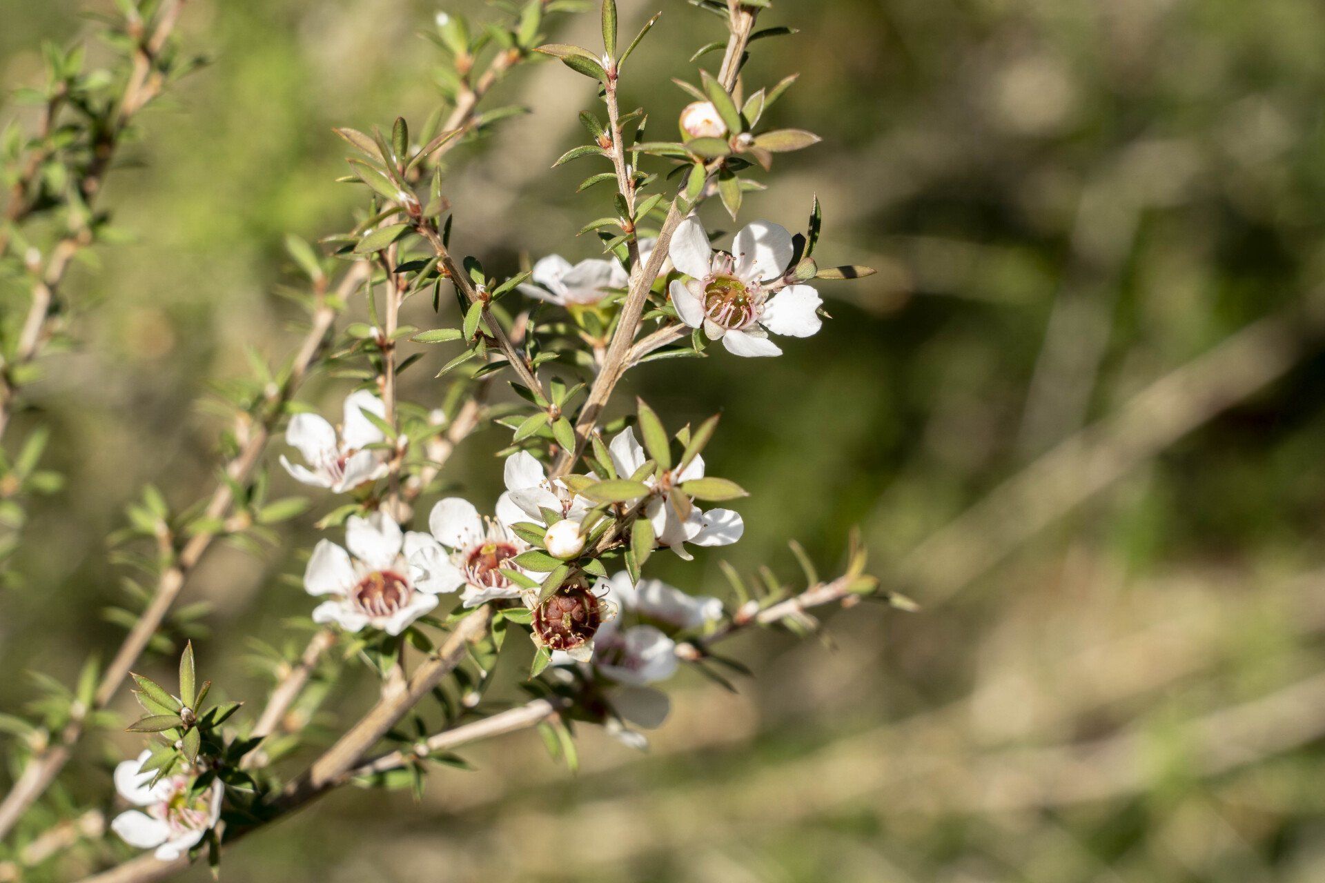 White flowers with brown centers bloom on a thin, green-leafed branch.