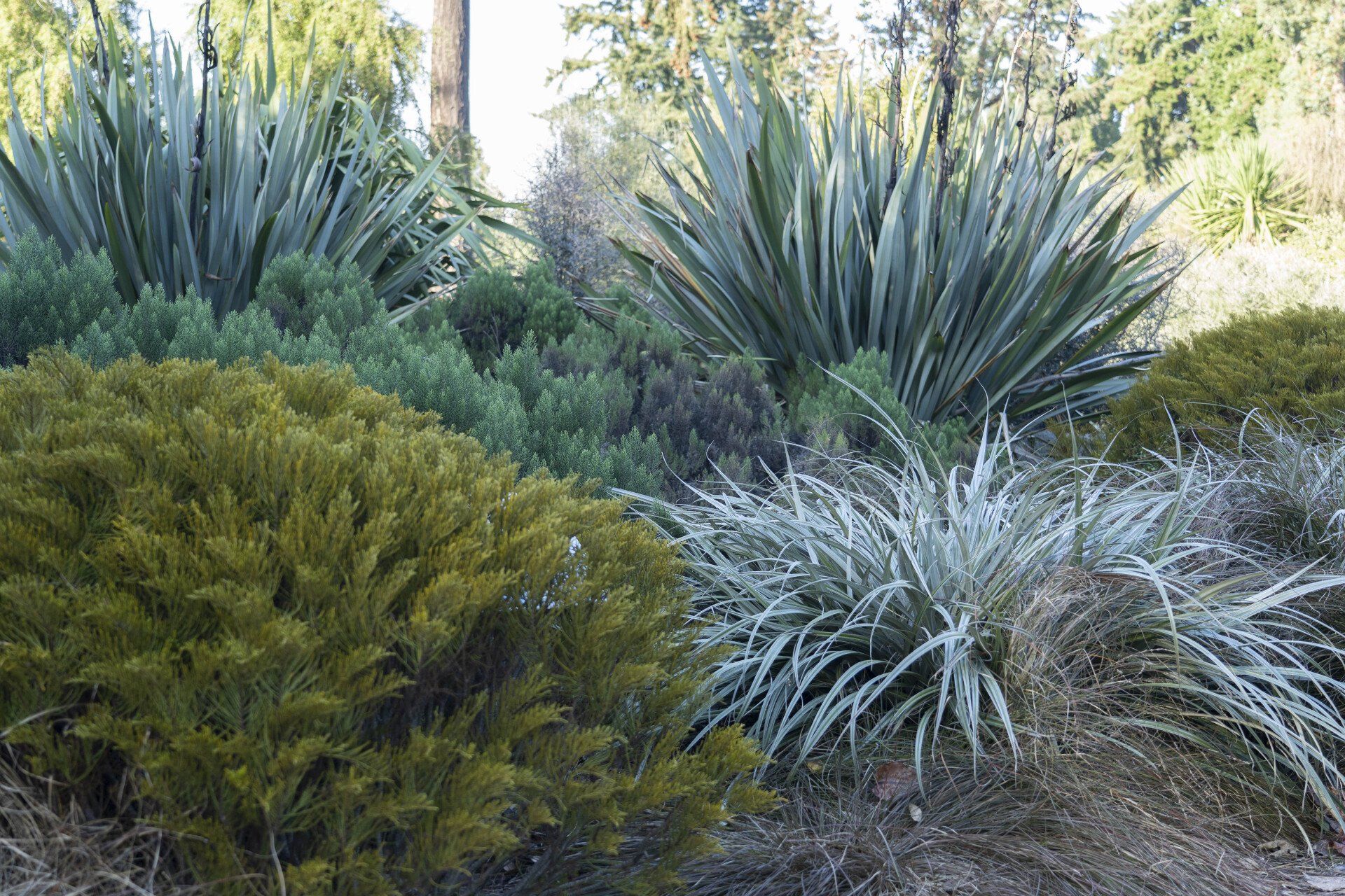 A garden bed features several different shrubs, including blue-green spiky plants and rounded golden bushes.