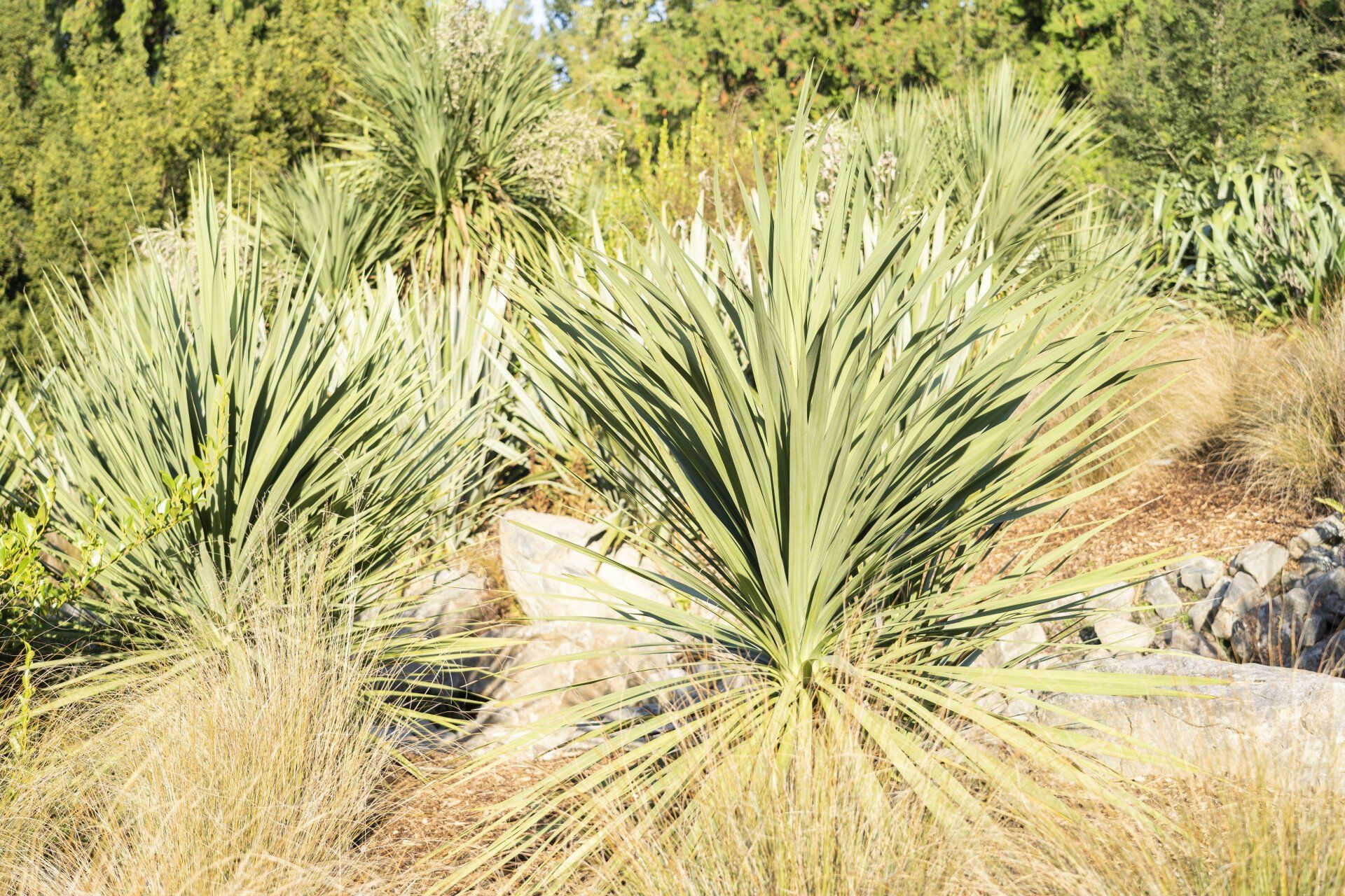 Green flax plants with long, pointed leaves grow amongst dry grass and rocks, with a backdrop of green trees.