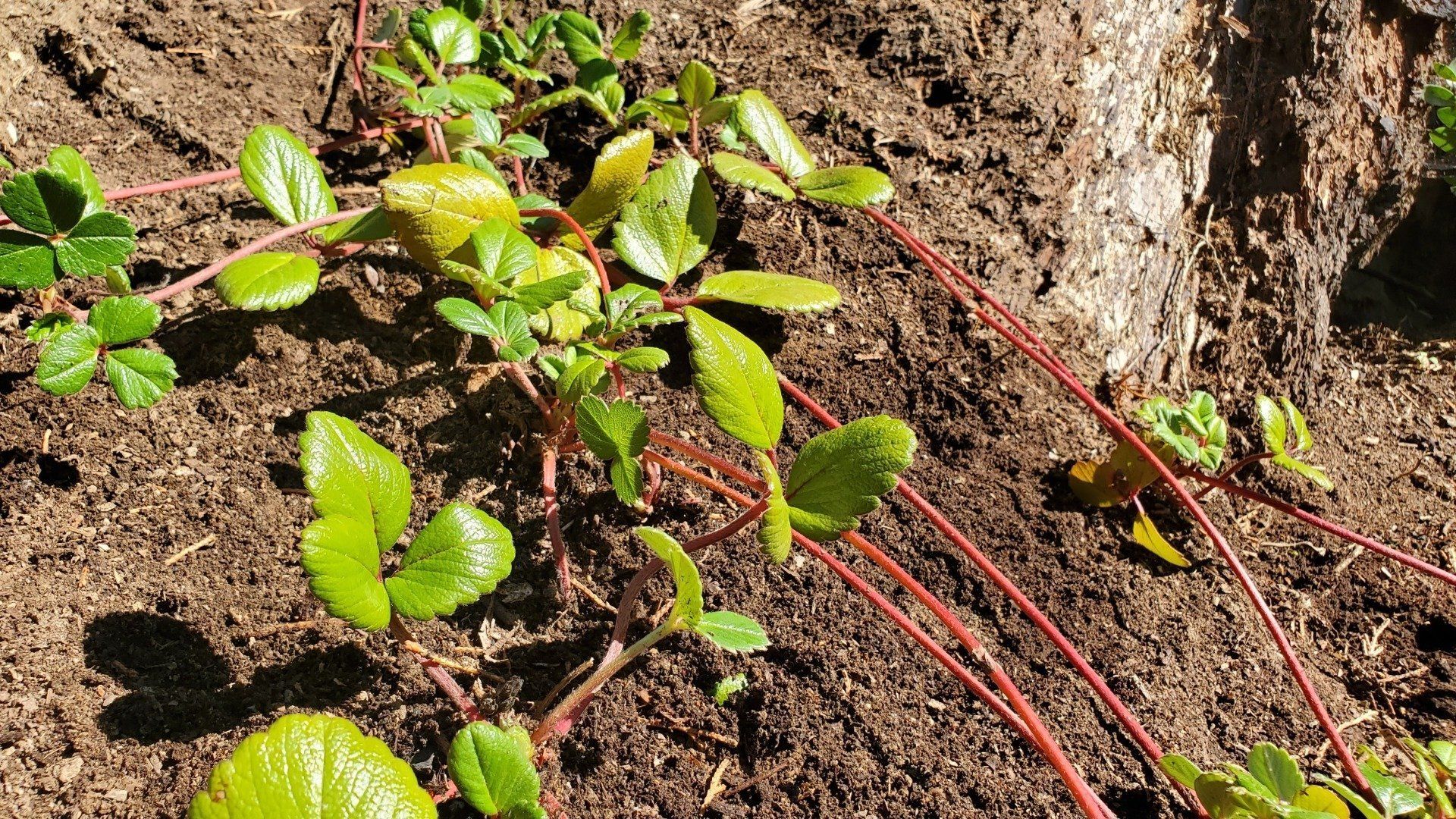 Green, leafy weed with reddish stems growing in brown soil near a tree trunk.