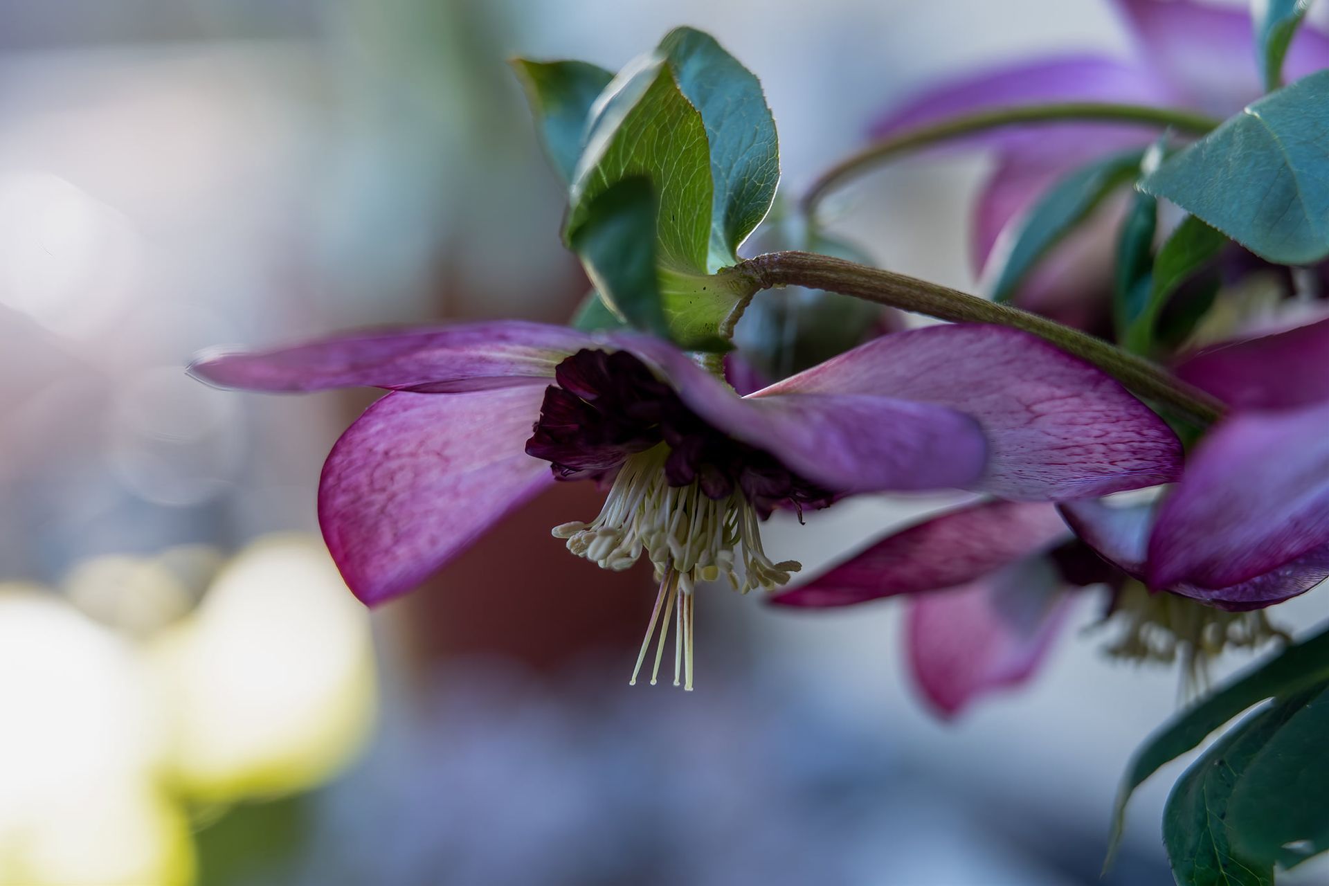 Close-up of a pink and purple hellebore flower with yellow stamens, set against a blurred background.