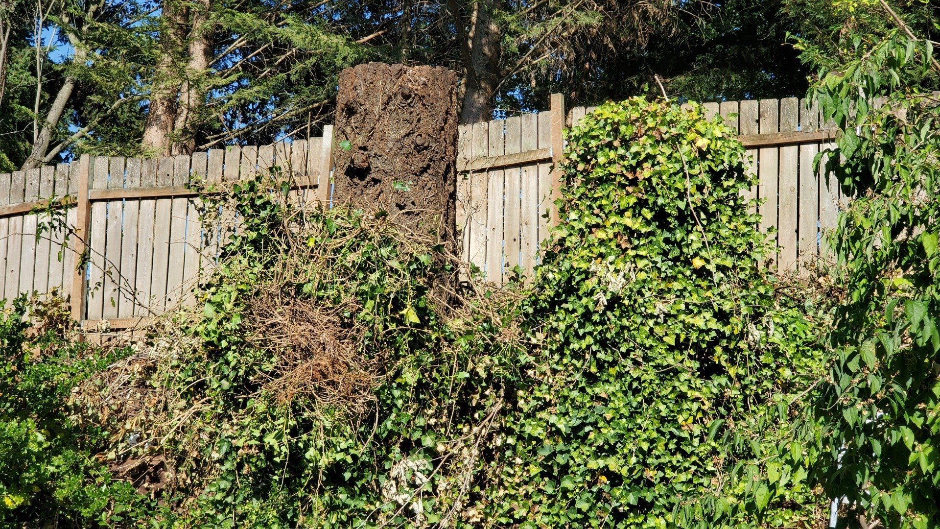 A wooden fence overgrown with various green plants, and a brown, decaying stump.