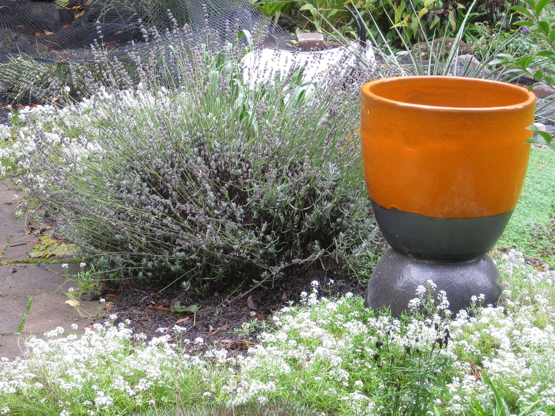 An orange and gray decorative pot sits beside a gray-green bush and white flowering ground cover in a garden setting.