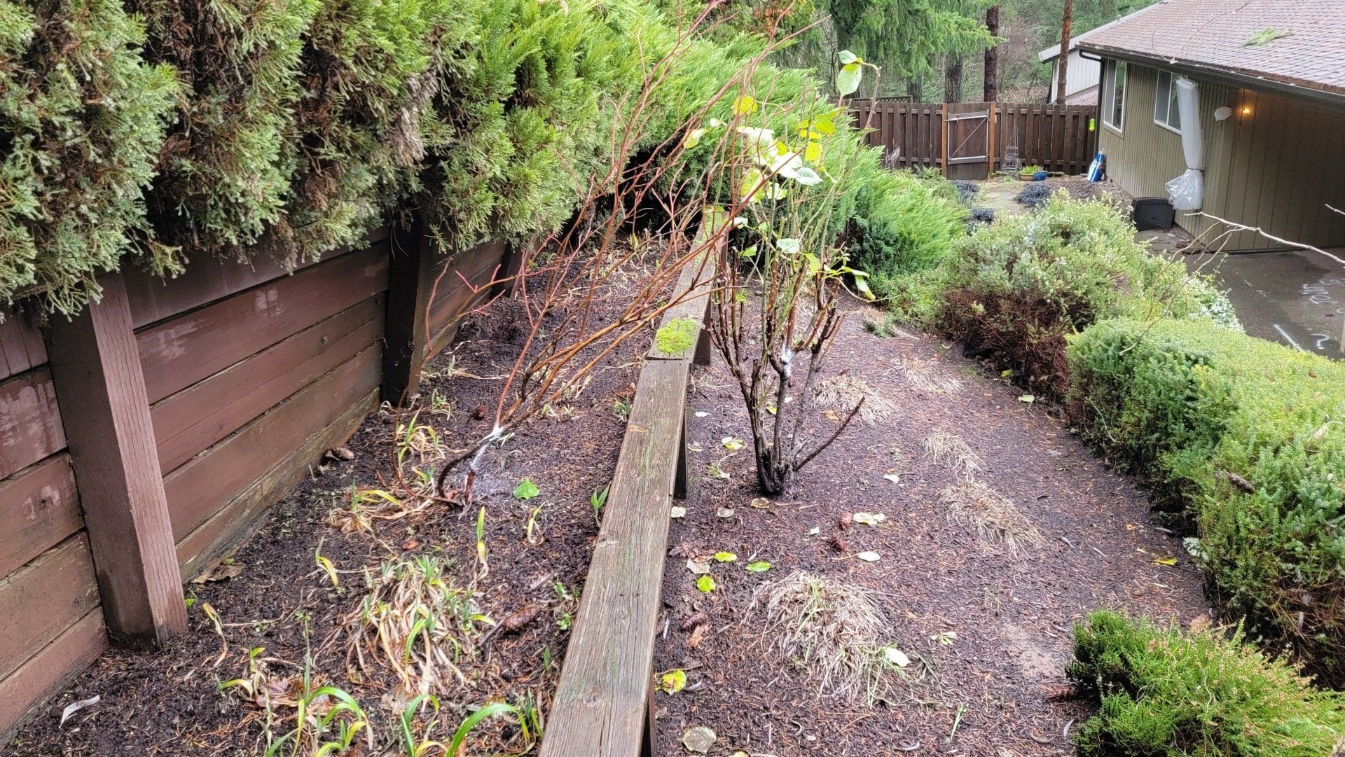 A garden bed with a wooden retaining wall and overgrown shrubs, with a house visible in the background.