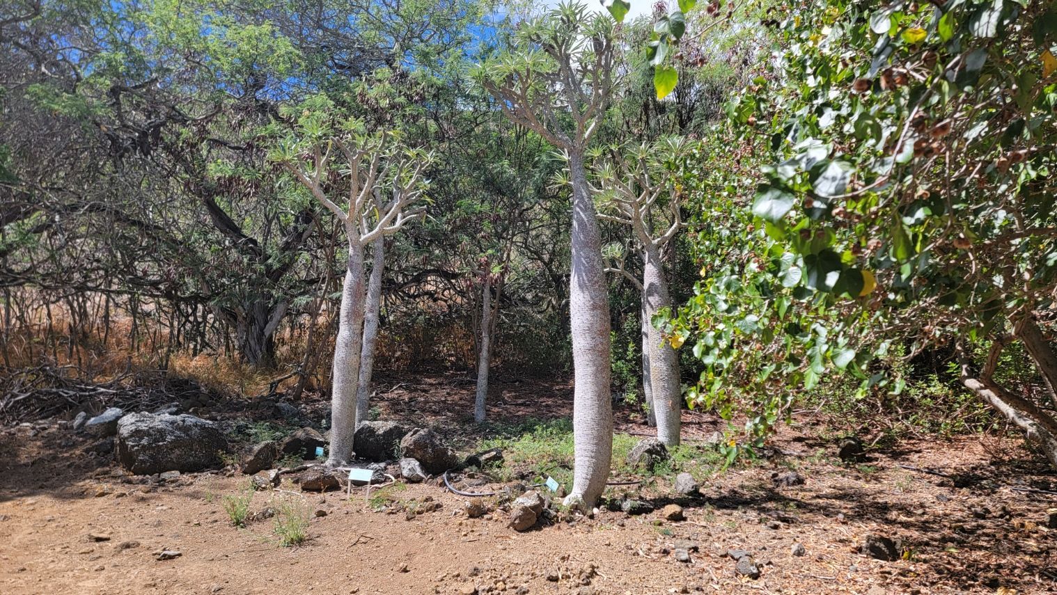 Several trees with white, textured trunks stand in a dry, brown landscape with green foliage.