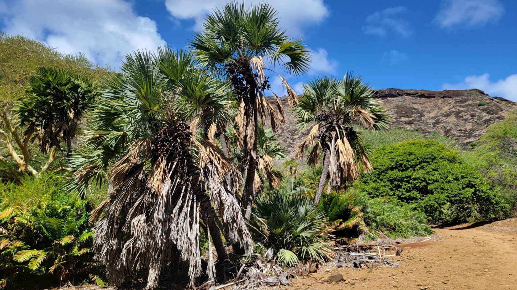 Palm trees and lush vegetation line a dirt path on a hillside, under a blue sky. A brown mountain is in the background.