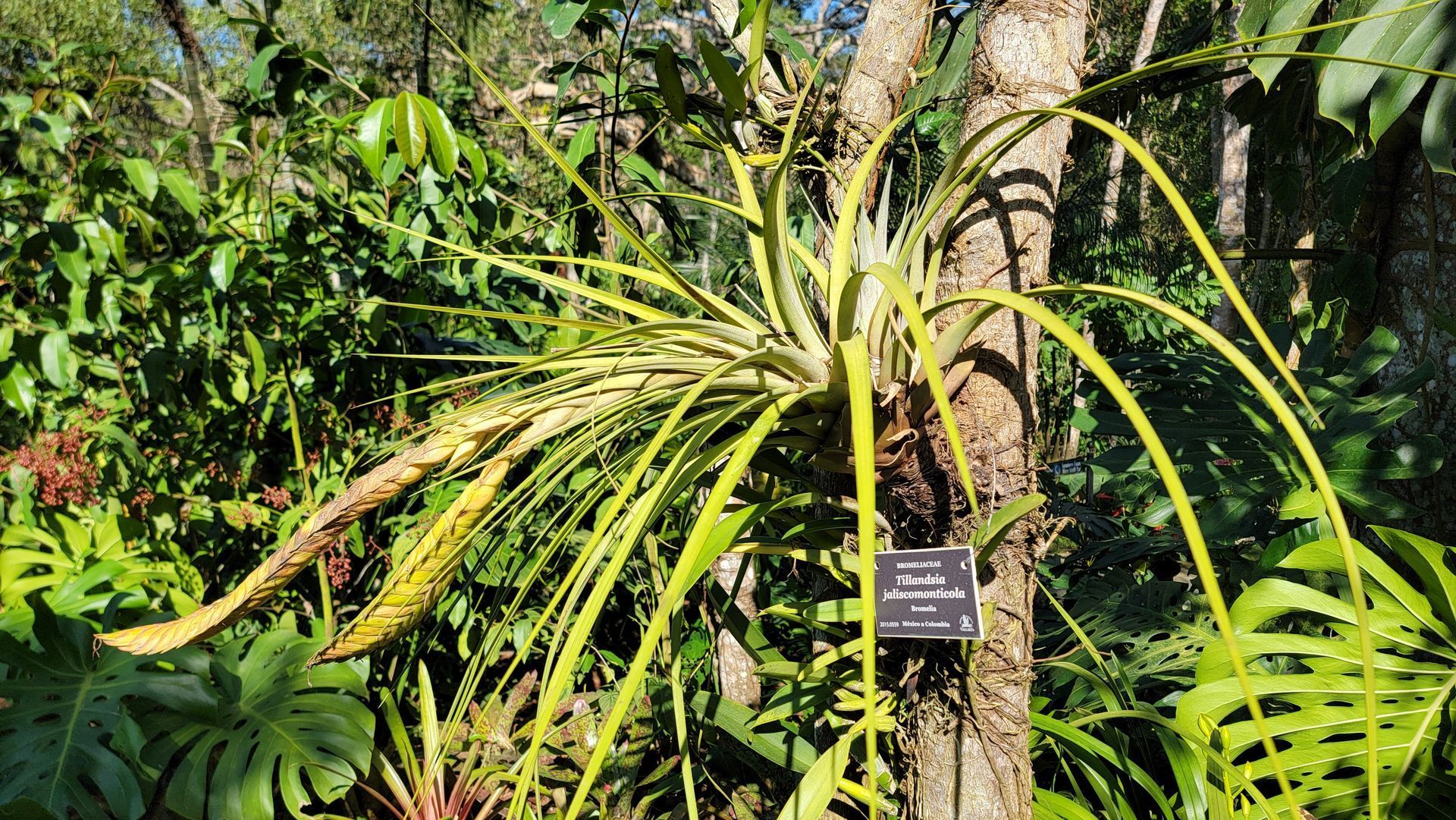A bromeliad plant with long, yellow-green leaves grows on a tree trunk in a lush, green outdoor setting.