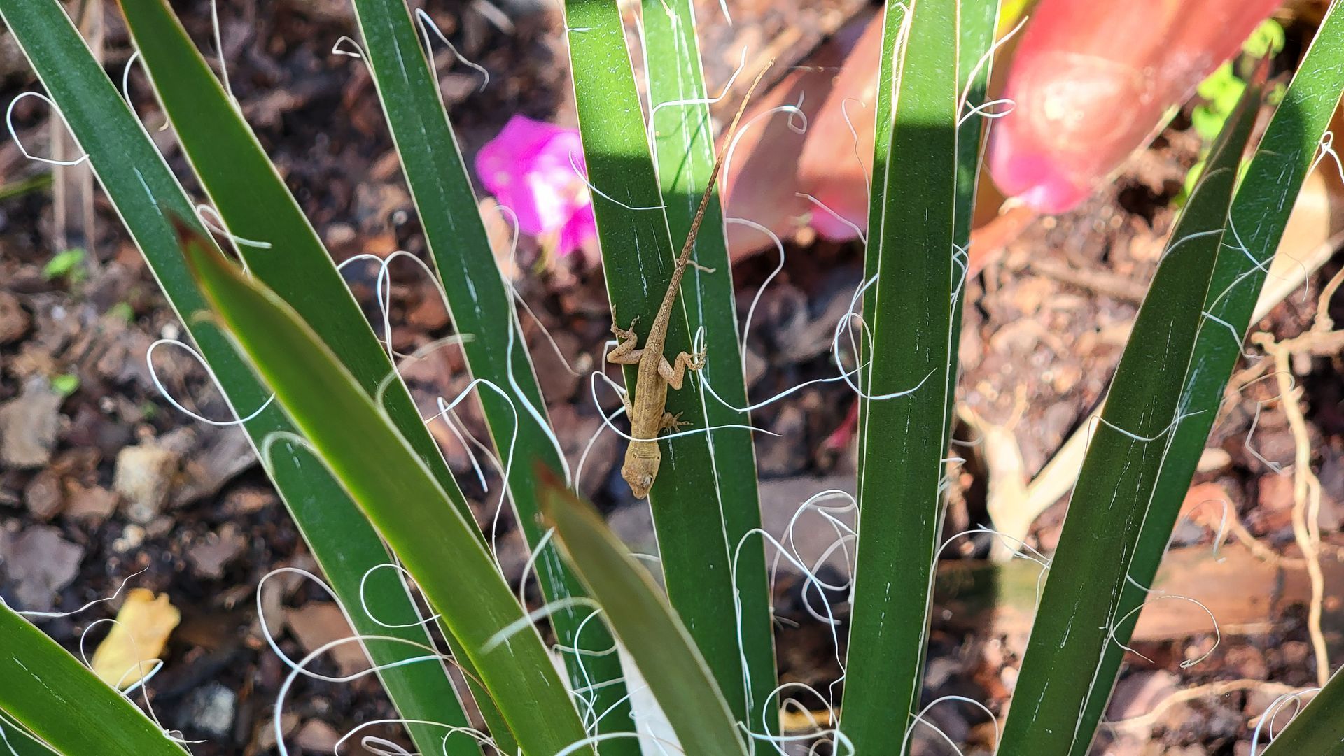 A tan praying mantis camouflaged on green palm fronds, with a pink flower in the background.