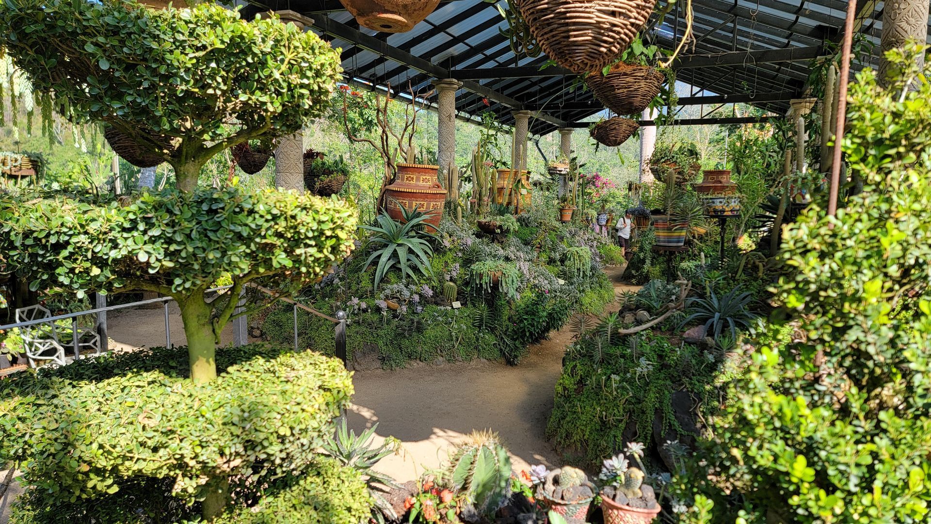 A lush garden, under a canopy, with various plants and hanging baskets.