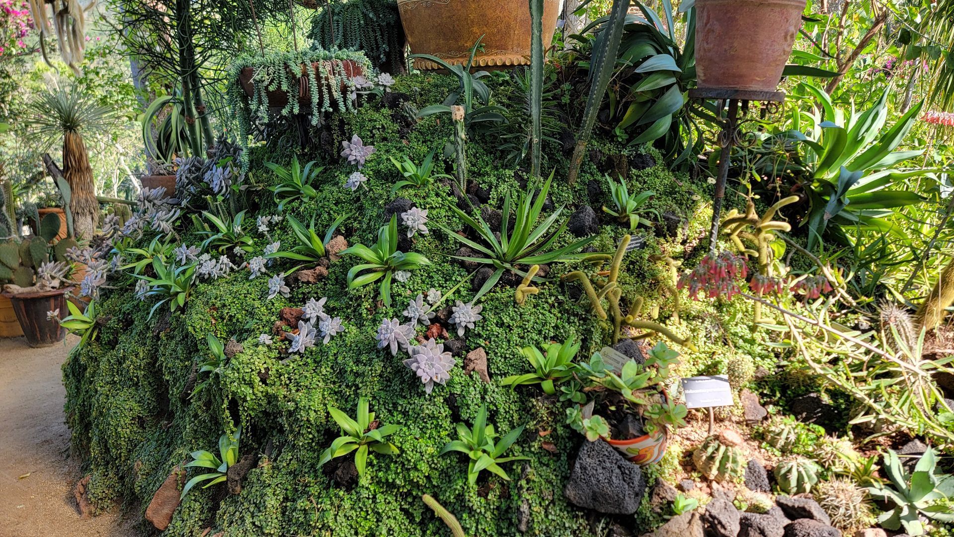 A lush green garden bed overflowing.