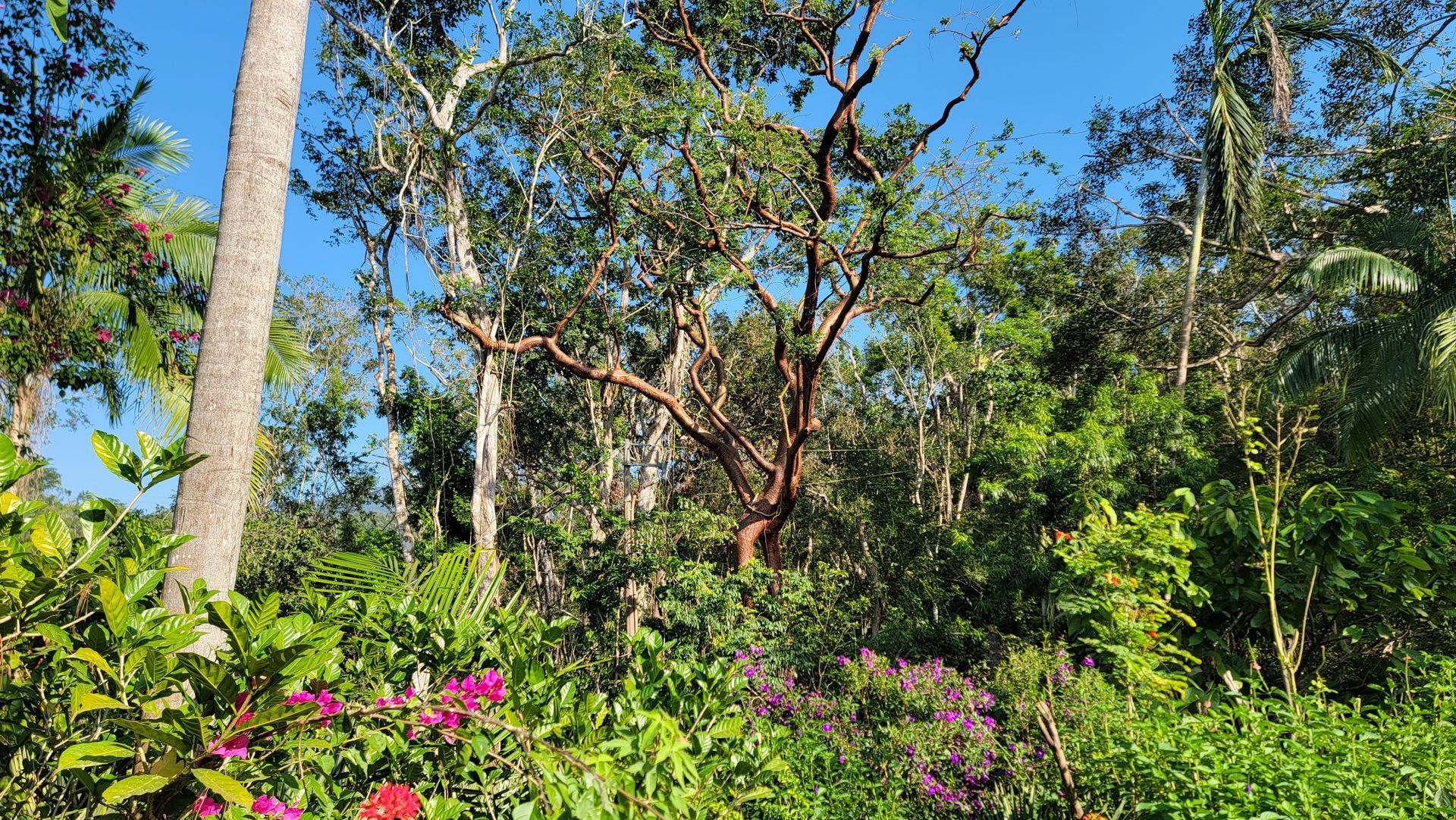 Lush green foliage and trees fill the frame, with hints of pink flowers and a clear blue sky peeking through.