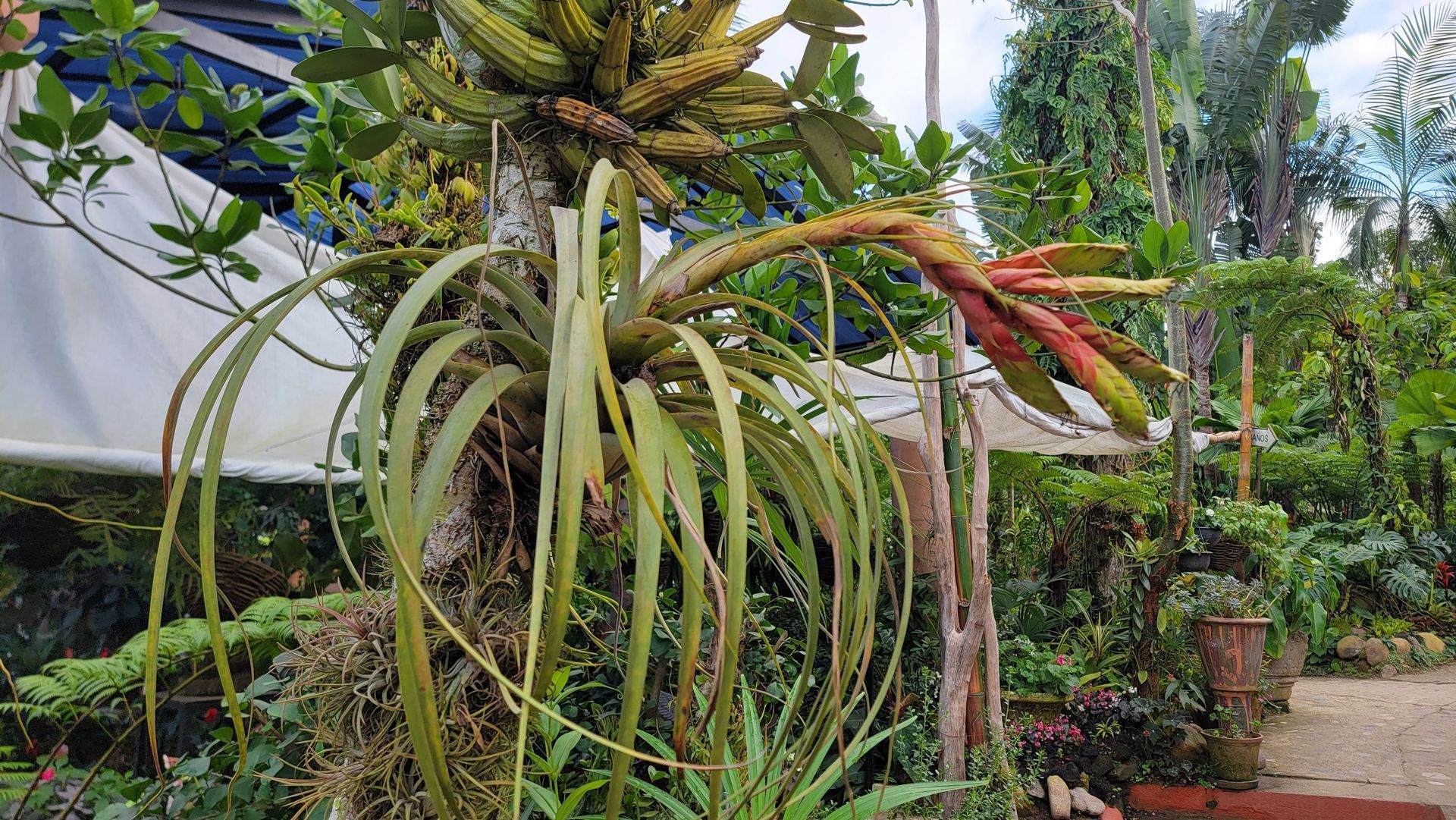 Bromeliad plant with long, drooping leaves and a reddish flower growing on a tree trunk in a lush garden.