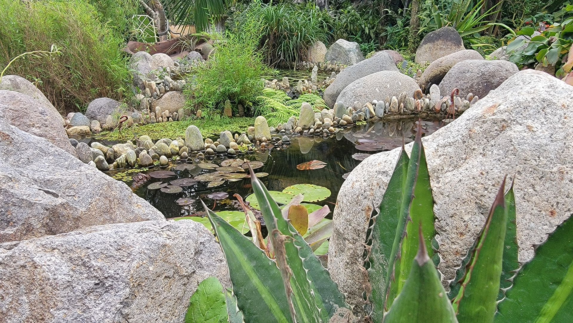 A small garden pond surrounded by large rocks, with plants growing around it.