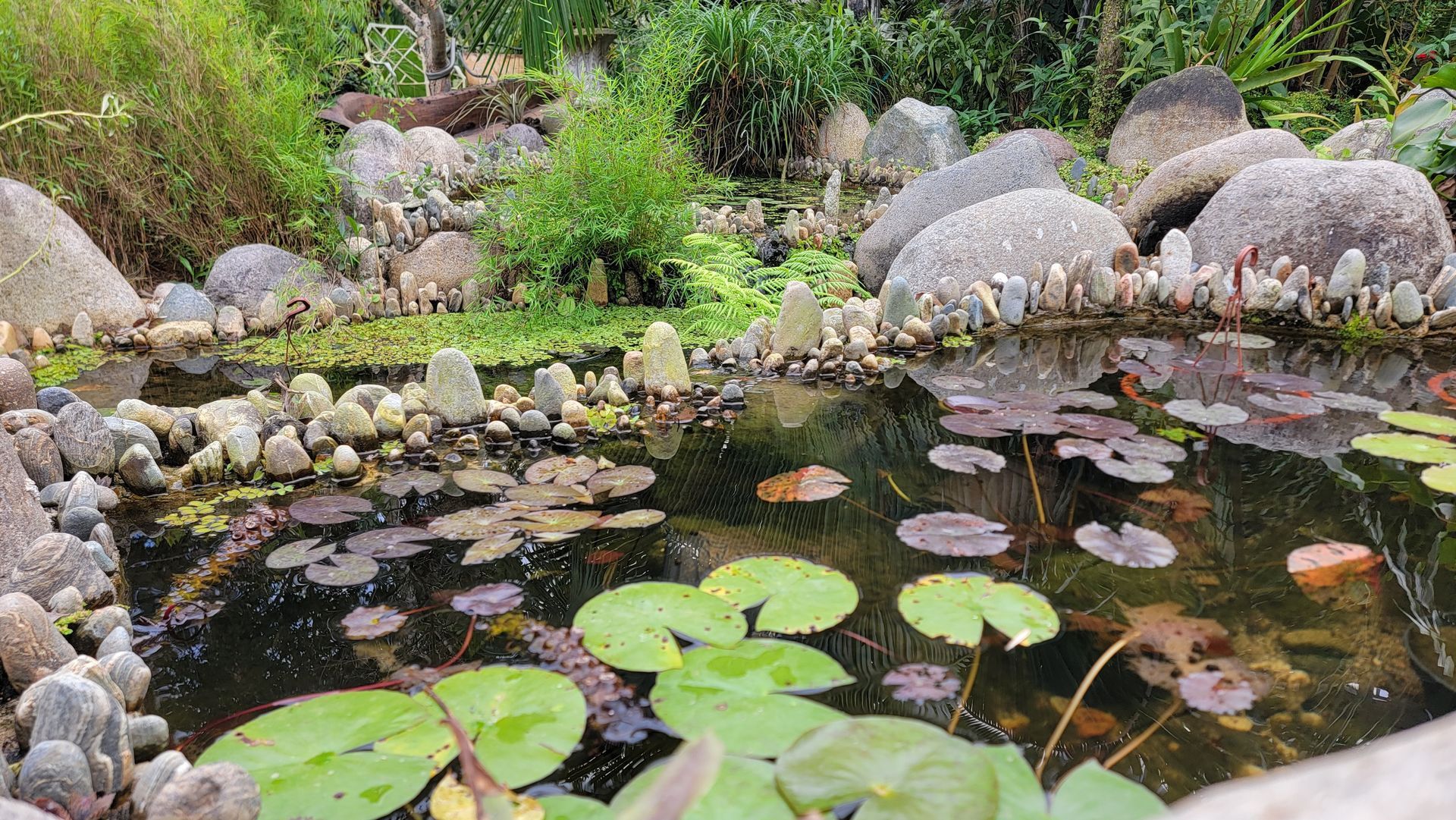 A serene pond with lily pads and rocks, reflecting the surrounding greenery.